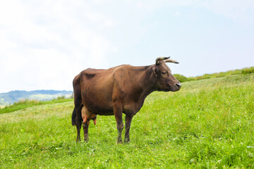 Beautiful cow grazing on green grass outdoors