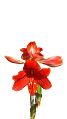 Flor amarílis vermelho em fundo transparente, png.