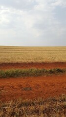 Estrada rural de chão vermelho, colheita de trigo, céu azul.