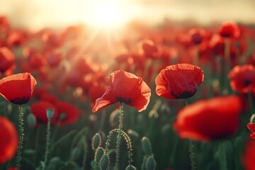 Vibrant red poppy field swaying in the gentle breeze with warm sunlight filtering through the blossoms to create a serene and tranquil natural landscape