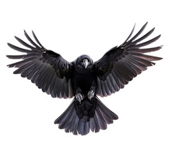 Obraz premium Crow for halloween png transparent