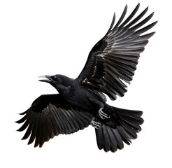 Naklejka premium Crow for halloween png transparent