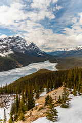 Incredible spring time scenes at Peyto Lake in the Canadian Rockies during May with incredible bright blue colours in lake below massive snow capped mountians and boreal forest. 