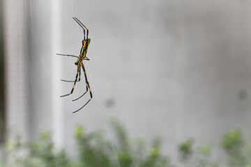 朝巣を貼るジョロウグモのアップ