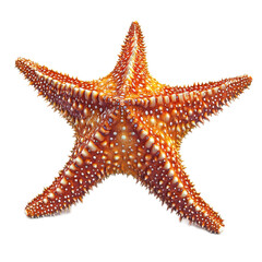 Vibrant Starfish on White Background