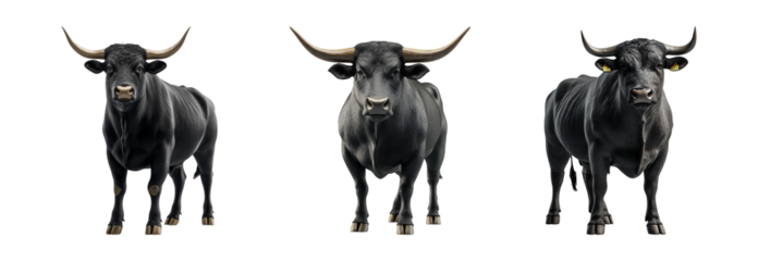 Black cattle with horns on transparent background