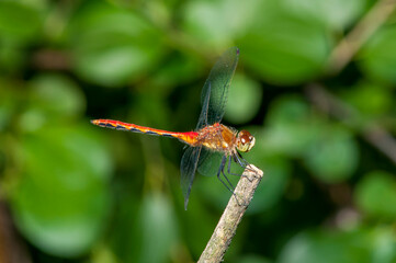 White-faced Meadowhawk hanging on to cut plant stem.