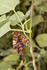 Side view of a Silver-studded Leafwing hanging on plant leaf.