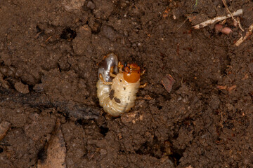 White grub worm found under a rock in the soil