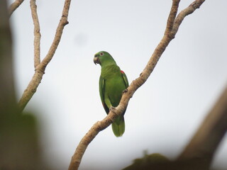 Yellow-crowned Parrot/ Papagaio-campeiro (Amazona ochrocephala) in north of Brazilian Amazon
