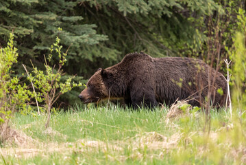 Wild grizzly bear (Ursus arctos horribilis) seen in Jasper National Park during summer time while foraging, eating on the side of the highway. Green, natural, flora background.