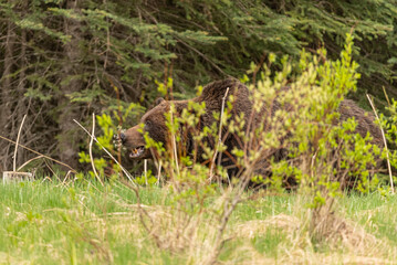 Wild grizzly bear (Ursus arctos horribilis) seen in Jasper National Park during summer time while foraging, eating on the side of the highway. Green, natural, flora background.