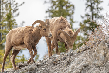 Fototapeta premium Wild bighorn sheep (Ovis canadensis) seen in Banff National Park during summer time with blurred, grey sky background. Wilderness with animals in Canadian rocky mountains. 