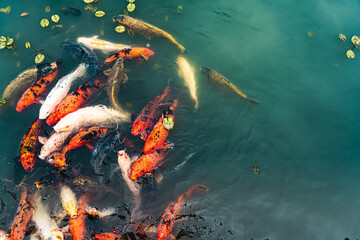 Colorful koi fish swimming in clear pond water at Japanese Garden, Buenos Aires, Argentina.