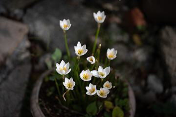 white tiny flowers