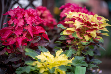 red and yellow flowers