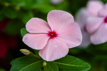 close up of pink flowers