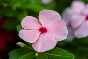 close up of a flower