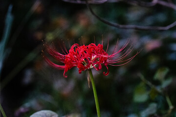 red and yellow flower in the garden