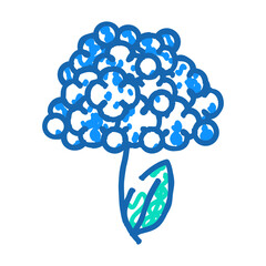 hydrangea flower doodle icon sketch vector. hydrangea flower sign. isolated symbol illustration