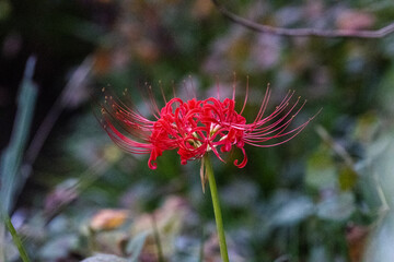 red flower