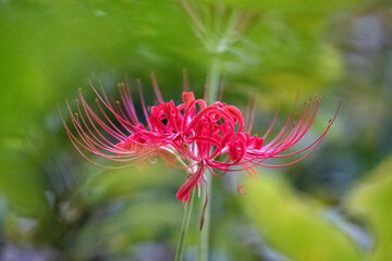 red flower