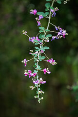 flowers in the garden