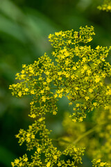 yellow flowers in the garden