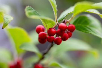 red berries