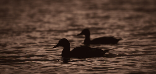 black swan on the lake