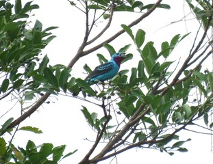 Spangled Cotinga _ Anambé-azul (Cotinga cayana) eating fruit in the north of the Brazilian Amazon.