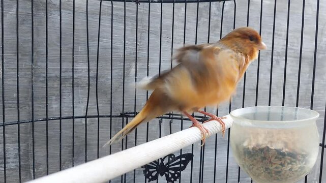 Yellow canaries are waving their feathered wings. Songbird in a cage