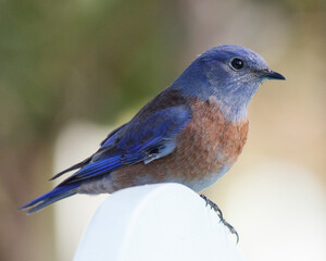 Naklejka premium Male Western Bluebird perched on a white bench