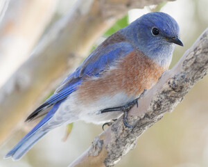 An image of a Western bluebird perched on a branch  while looking at the camera.