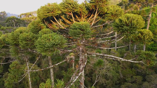 Parana Pine Tree Araucaria Forest. Aerial view