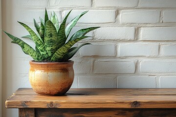 Charming Snake Plant on a Wooden Table Against a Bright White Wall