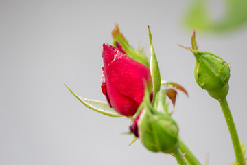 Fototapeta premium Red Rose bud is going to bloom, isolated white bokeh background