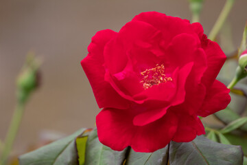 red roses in full bloom in the flower garden 