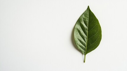 Fototapeta premium Single green leaf on white background, nature