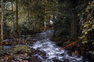 stream in the forest