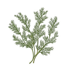 Fresh dill on white and transparent background. PNG cutout.