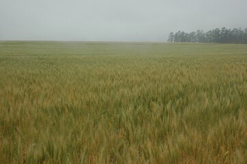 Wheat crops in northern Argentina