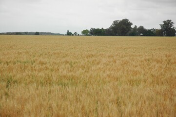 Wheat crops in northern Argentina