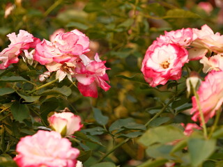 A bunch of pink and white flowers are in a field