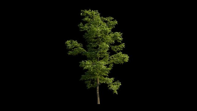 black locust tree isolated, seamless loop animation background