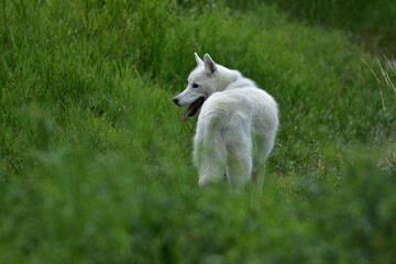 Obraz premium white dog on green grass