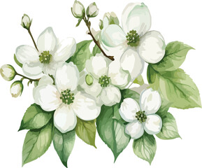 Beautiful Watercolor white flowers Dogwood Blossom with green leaf vector illustration