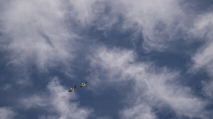 Pelican in the sky