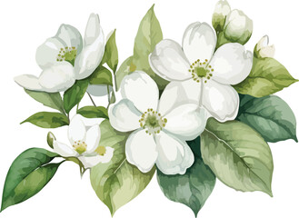 Beautiful Watercolor white flowers Dogwood Blossom with green leaf vector illustration