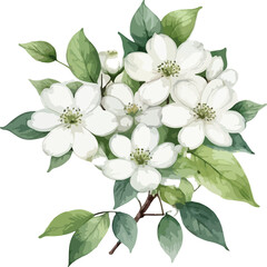 Beautiful Watercolor white flowers Dogwood Blossom with green leaf vector illustration